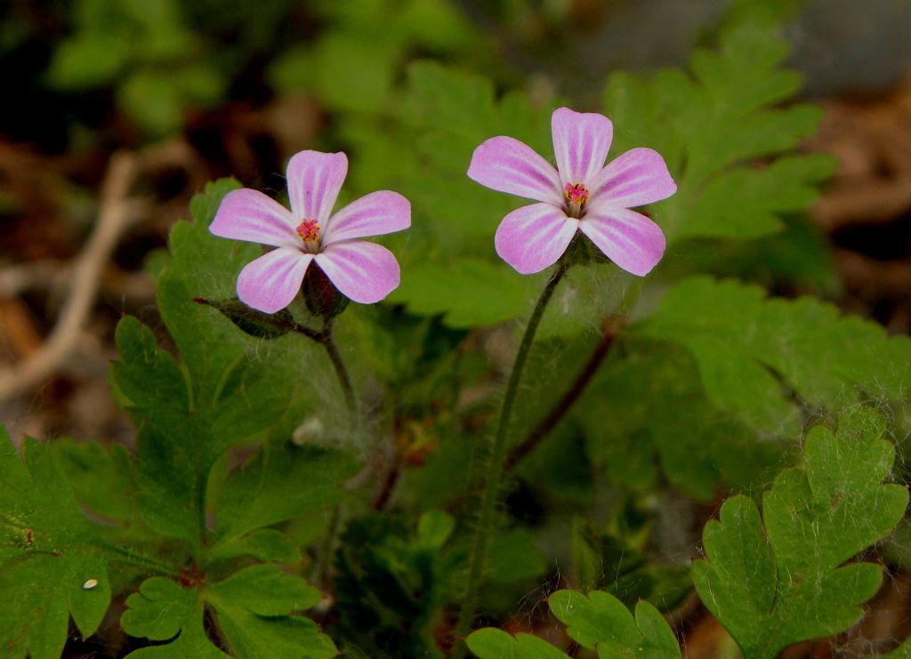 Geranium purpureum o robertianum?  Geranium purpureum